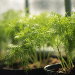 Dill im Gewächshaus anbauen