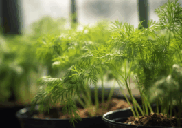 Dill im Gewächshaus anbauen