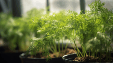 Dill im Gewächshaus anbauen