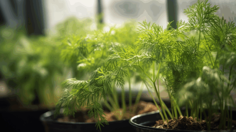 Dill im Gewächshaus anbauen