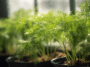 Dill im Gewächshaus anbauen