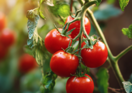 Warum wachsen meine Tomaten nicht? - Titelbild