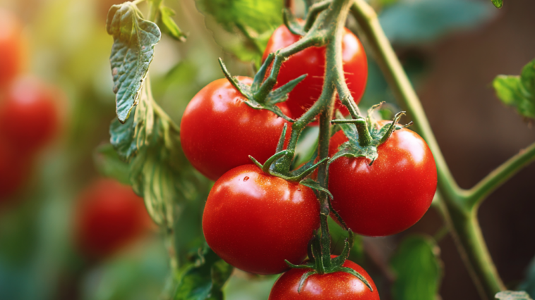 Warum wachsen meine Tomaten nicht? - Titelbild