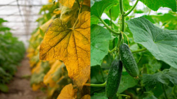 gurkenblätter werden gelb