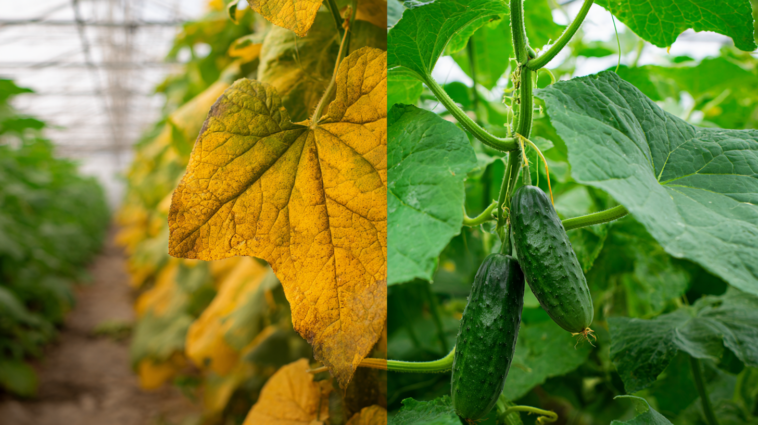 gurkenblätter werden gelb