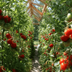 Tomatenpflanzen mit reifenden Früchten unter geöffnetem Dachfenster im Gewächshaus