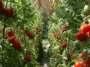 Tomatenpflanzen mit reifenden Früchten unter geöffnetem Dachfenster im Gewächshaus